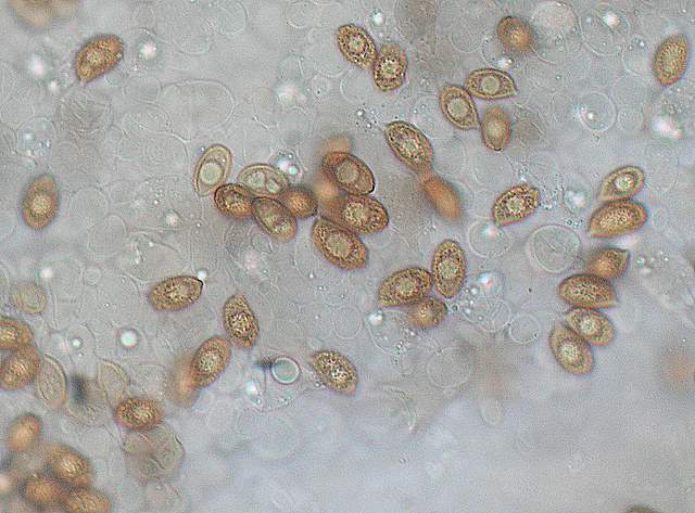 Cortinarius spec. Cod.:2899-07